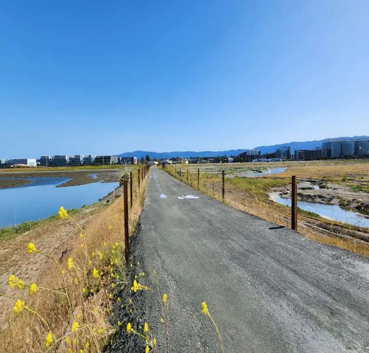 Trail view from ground level